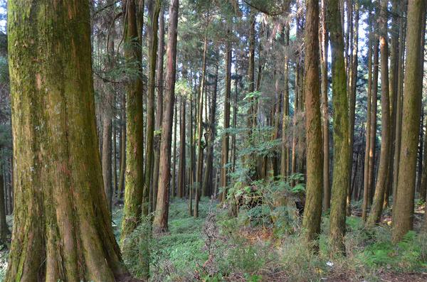 原始森林日本桧木
